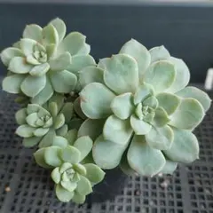 ★ディッシュ②★抜き苗★エケベリア★多肉★多肉植物★寄せ植え★
