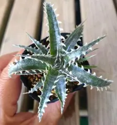 Tochinoarashi様 リクエスト 3点 まとめ商品