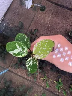 みーみー@まとめ買い依頼で10％割引！様 リクエスト 2点 まとめ商品