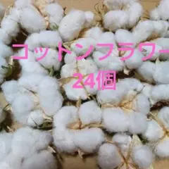 コットンフラワー