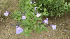 セントセシリア様 リクエスト 2点 まとめ商品