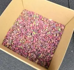 80多肉植物 セダム ★パープルヘイズ ストロベリーカラー★葉挿し用