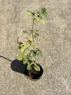 バラの挿木苗　＊根がたくさん＊　2