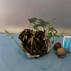 takesumi様 リクエスト 2点 まとめ商品