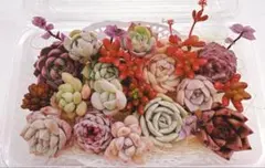 多肉植物ꕤカット苗 詰め合わせ