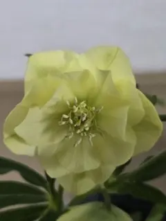 もも大好き様 リクエスト 2点 まとめ商品