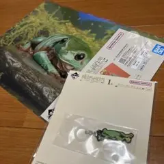 爬虫類　両生類　くじ　アマガエル　蛙　カエル　クリアファイル　ラバーコレクション