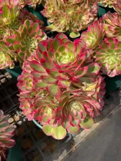 Top【選抜株】多肉植物　T26424キャビア　24個　鉢無し/脱土 Top【選抜株】多肉植物 T26424キャビア 24個 鉢無し/脱土 - メルカリ