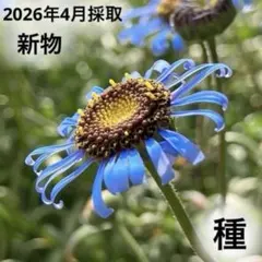 アンディ様全7苗㉙大きめ苗! 青鬼❣️珊瑚の花❣️マスカット❣️メルカリ便込 2026年最新】ブルーデイジー 苗の人気アイテム - メルカリ
