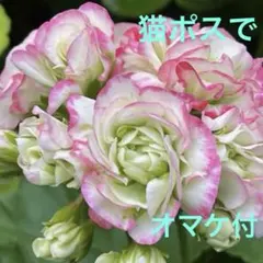 猫ポス匿名発送(猫)ローズバットゼラニウム　アップルブロッサム　オマケ付のサムネイル