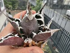 shera様 リクエスト 3点 まとめ商品