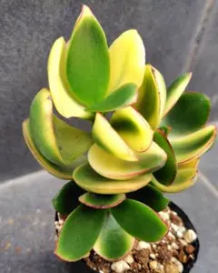 花月㉜　花月錦　抜き苗　斑入り　多肉植物　金の成る木　成金草　縁起物　三日月とうのサムネイル