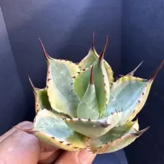 2025年最新】アガベセットうりの人気アイテム - メルカリ