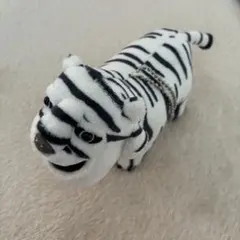 シャクレルプラネット ホワイトタイガーのサムネイル