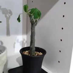 2026年最新】アデニアの人気アイテム - メルカリ