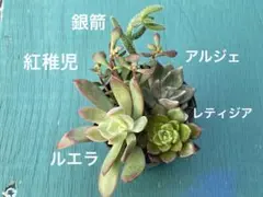 5種セット① 多肉植物 カット苗