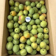 ラスト〜箱F 梅 正品 5キロ なおキングの梅のサムネイル