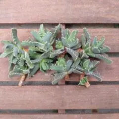 多肉植物 フォーカリア 抜き苗のサムネイル