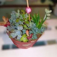 多肉植物アレンジメント ❤カット苗＆根付き❤ 《NO.1》のサムネイル