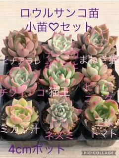 2026年最新】王様トマト多肉植物の人気アイテム - メルカリ