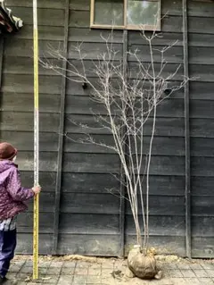 逸品。山採りヤマボウシ2.7M(鉢底から) - メルカリ
