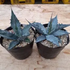 2025年最新】アガベ パラサナの人気アイテム - メルカリ