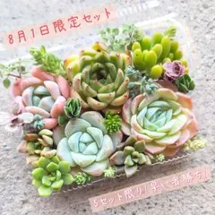 ①✨New❢✨8月1日限定セット 5セット限り 韓国苗 多肉植物セット 寄せ植え