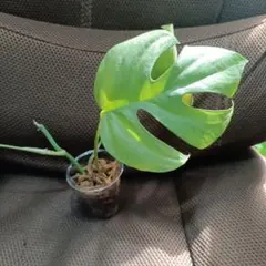 2026年最新】ヒメモンステラの人気アイテム - メルカリ