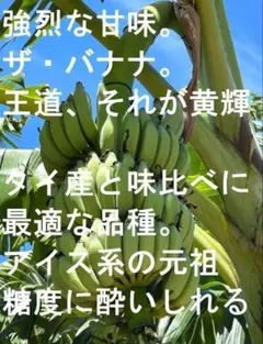 80㎝、世界一美味!?絶賛報道◇芳醇高糖度。伝統種・島バナナ◇木熟OK