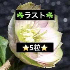 2026年最新】クリスマスローズ種の人気アイテム - メルカリ