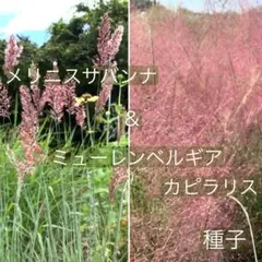 チー様 リクエスト 2点 まとめ商品