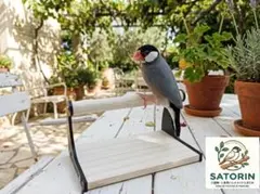 止まり木（組み立て式）【送料無料】とまり木、文鳥、インコ、オウム