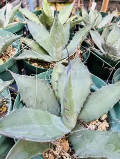 2025年最新】アガベ ジェントリーの人気アイテム - メルカリ