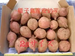 種子島産安納芋2sサイズ1.2kgさつまいも種子島産焼き芋に超希少#098