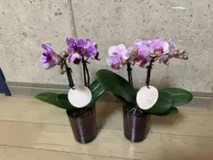 るいるい様専用商品です