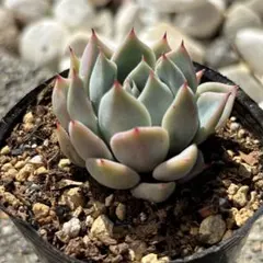 多肉植物　プレリンゼチワワ×Aエース（Beehousesさん苗）　抜き苗のサムネイル