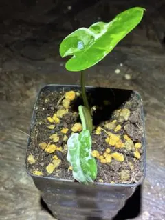 2026年最新】斑入り アロカシア の人気アイテム - メルカリ