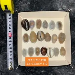 2026年最新】タカラガイの人気アイテム - メルカリ