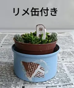 多肉植物★リメ缶付き 箱庭風 寄せ植えセット★青柳 リプサリス入り