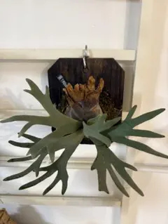 2025年最新】バクスポの人気アイテム - メルカリ