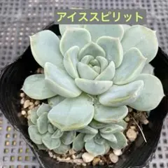 多肉植物☆アイススピリット・3苗セット・抜き苗 - メルカリ