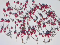 サンキライ　サルトリイバラ