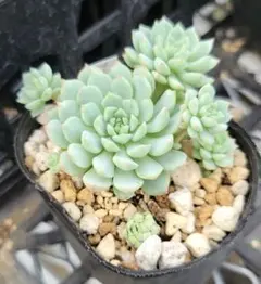 あかねこ様 リクエスト 3点 まとめ商品