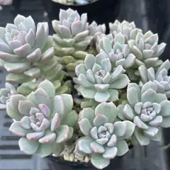 多肉植物　リンダリンダ②【抜き苗】のサムネイル