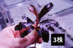クダガン　3株　ブセファランドラ　水上葉　組織培養　水草セットのサムネイル