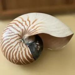 オウムガイ 貝殻 4個セット 特大22cm 大中小 天然貝 標本 インテリア