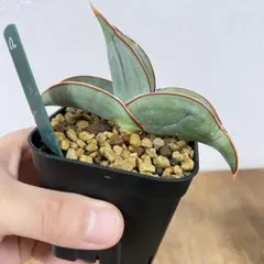 S-83 超希少 サンスベリア ダンシングドラゴン メルカリ便 抜き苗発送 2025年最新】サンスベリア ドラゴンの人気アイテム - メルカリ