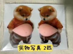 柴犬 お腹立体ぷにぷにシール／ 2匹セット