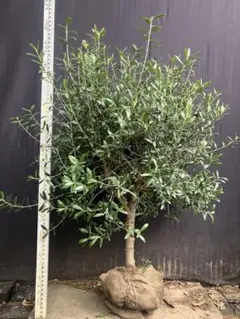 オリーブの木 ネバディロブランコ 10号 約180cm NO.964 人気 現品