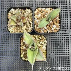 2026年最新】アガベ チタノタ セットの人気アイテム - メルカリ